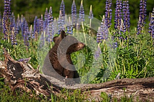 Black Bear Cub Ursus americanus Looks Right Behind Log