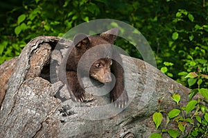 Black Bear Cub Ursus americanus Looks Tentative in Log