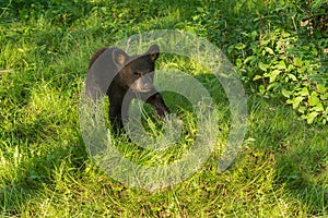 Black Bear Cub (Ursus americanus) Looks Up from Ground