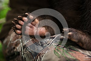 Black Bear Cub Ursus americanus Paw