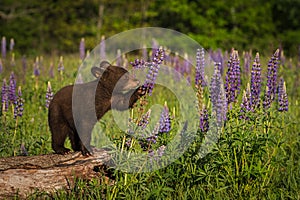 Black Bear Cub Ursus americanus Paws at Lupine Summer