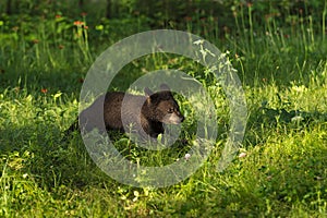 Black Bear Cub (Ursus americanus) Runs Across Grass