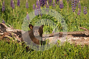 Black Bear Cub Ursus americanus Sits Next to Log