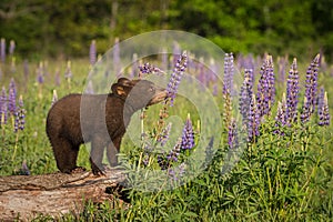 Black Bear Cub Ursus americanus Sniffs at Lupin photo