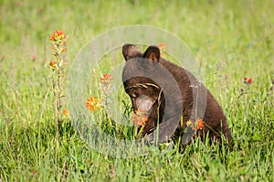 Black Bear Cub Ursus americanus Sniffs Prairie Fire Flower Summer