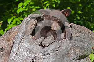 Black Bear Cub Ursus americanus Splayed Ears in Log