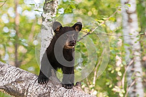 Black Bear Cub (Ursus americanus) Stands on Branch