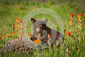 Black Bear Cub Ursus americanus Stands With Indian Paintbrush