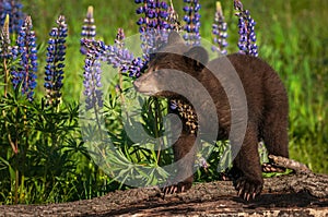 Black Bear Cub Ursus americanus Stands On Log With Lupine Summer