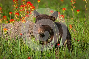 Black Bear Cub Ursus americanus Stands Looking Left in Wildflower Field Summer