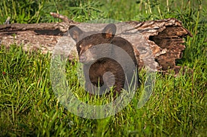 Black Bear Cub Ursus americanus Stands Near Log