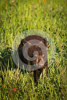 Black Bear Cub Ursus americanus Steps Forward in Grass Summer