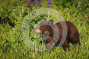 Black Bear Cub Ursus americanus Steps Past Lupine Plant Summer