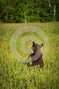 Black Bear Cub Ursus americanus Turns Around in Field Summer