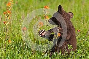 Black Bear Cub Ursus americanus Turns Back to Sniff Prairie Fire Flower Summer photo