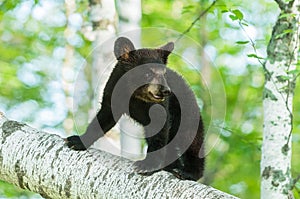 Black Bear Cub (Ursus americanus) Turns on Branch