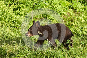 Black Bear Cub (Ursus americanus) Walk Left Through Grass