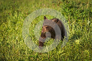 Black Bear Cub Ursus americanus Walks Forward Through Grass