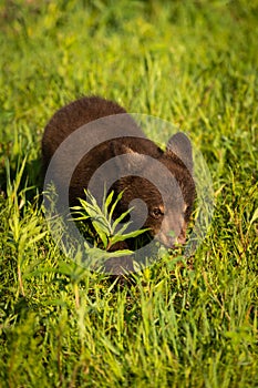 Black Bear Cub Ursus americanus Walks Through Grass