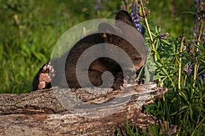 Black Bear Cub Ursus americanus Works to Climb Up on Log Summer