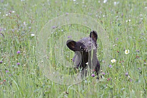 Black Bear Cub of the Year in Wildflowers