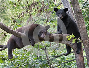 Black bear cubs