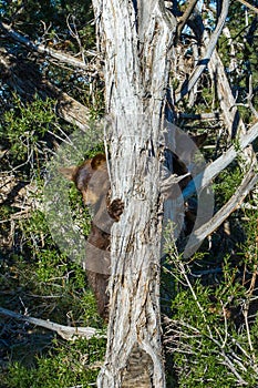 Black Bear Cubs