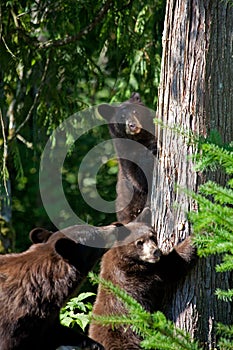 Black bear cubs and mother