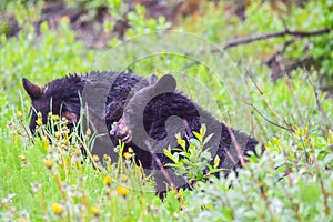 Black Bear Cubs Near Banff, Alberta