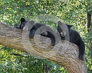 Black bear cubs in a tree