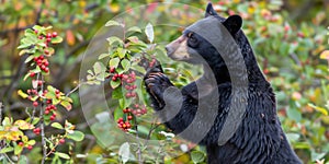 A black bear is eating berries from a tree