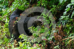 Black Bear Eating Blackberries in Cades Cove GSMNP