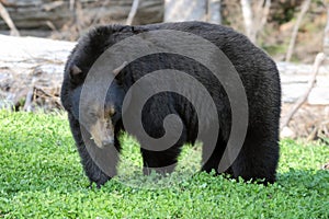 Black Bear eating clovers, Whistler photo