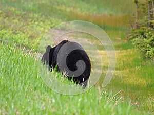 Black bear eating grass, Canadian Rocky Mountains, Canada