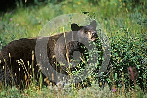 Black Bear eating huckleberries, Glacier National Park, MT
