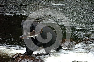 Black Bear looking for Salmon at Prince Of Whales in Alaska. Wales, island.