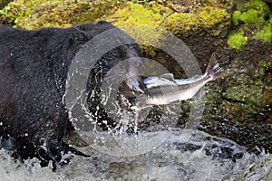 A black bear eating a salmon in a river with splash and blood Alaska Fast food