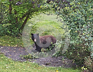 Black bear eating serviceberries in yard