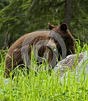 Black Bear Eatting Grass and Clover