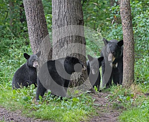 Black bear family