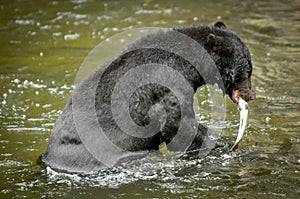Black Bear Fishing At A Salmon Hatchery