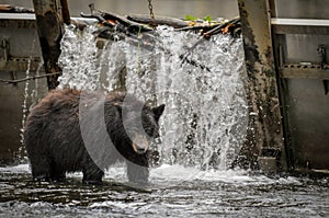 Black Bear Fishing At A Salmon Hatchery