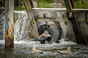 Black Bear Fishing At A Salmon Hatchery