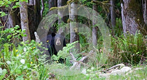 Black bear in the forest in British Columbia Canada