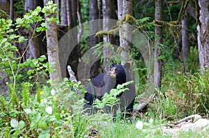 Black bear in the forest in British Columbia Canada