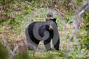 Black Bear in the forest near Cody, Wyoming photo