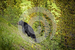 Black Bear in forests of Banff and Jasper National Park, Canada