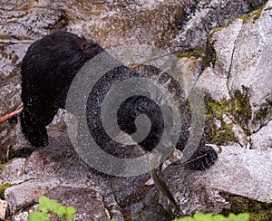 Black bear with a fresh salmon catch