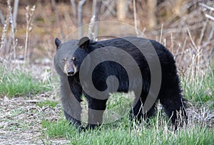 Black Bear giving me the look