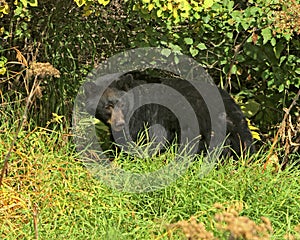 Black Bear in Glacier National Park